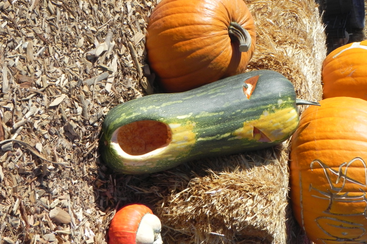 Pumpkin Carving Idea Ho